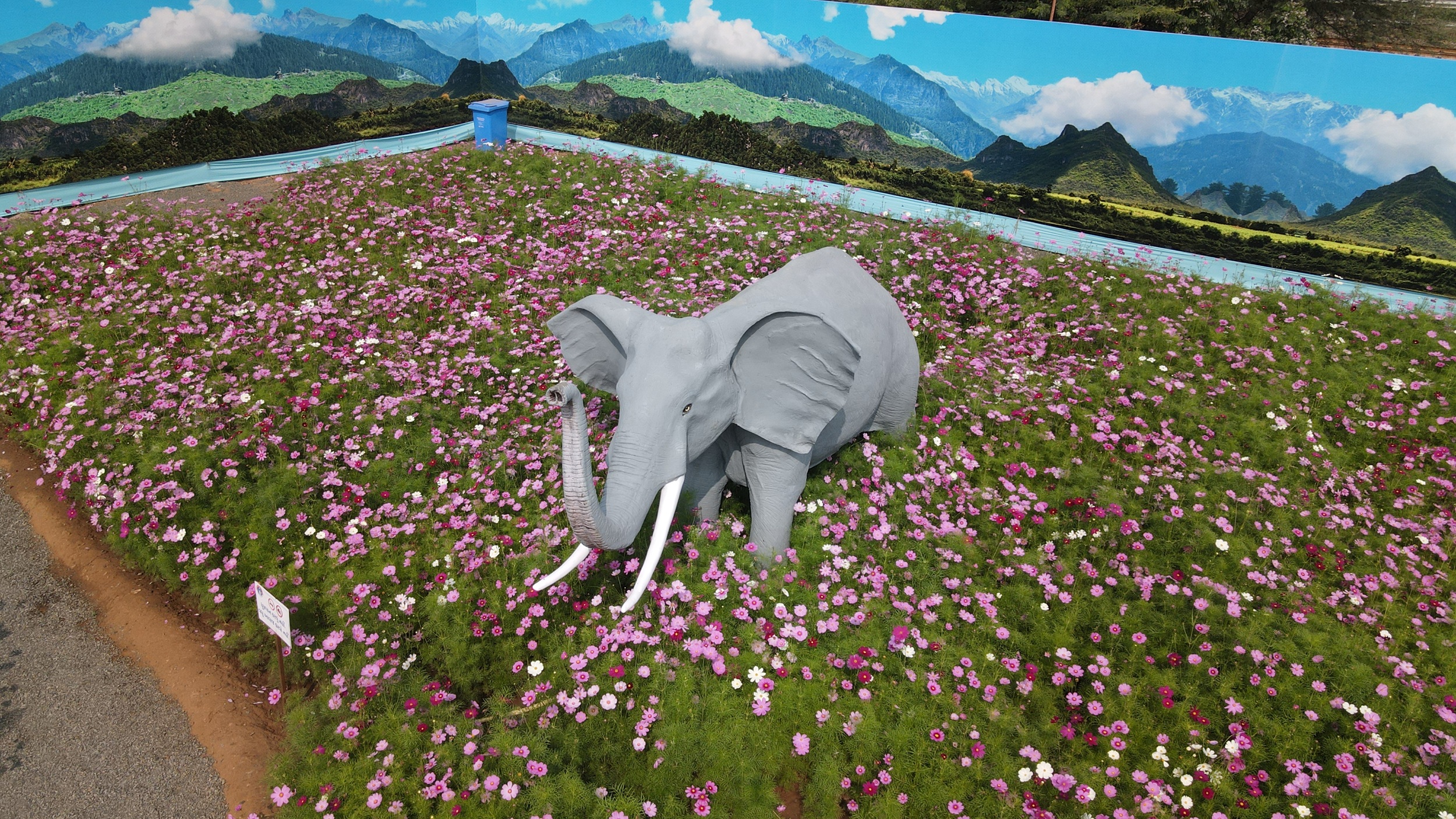 Cosmos Vally