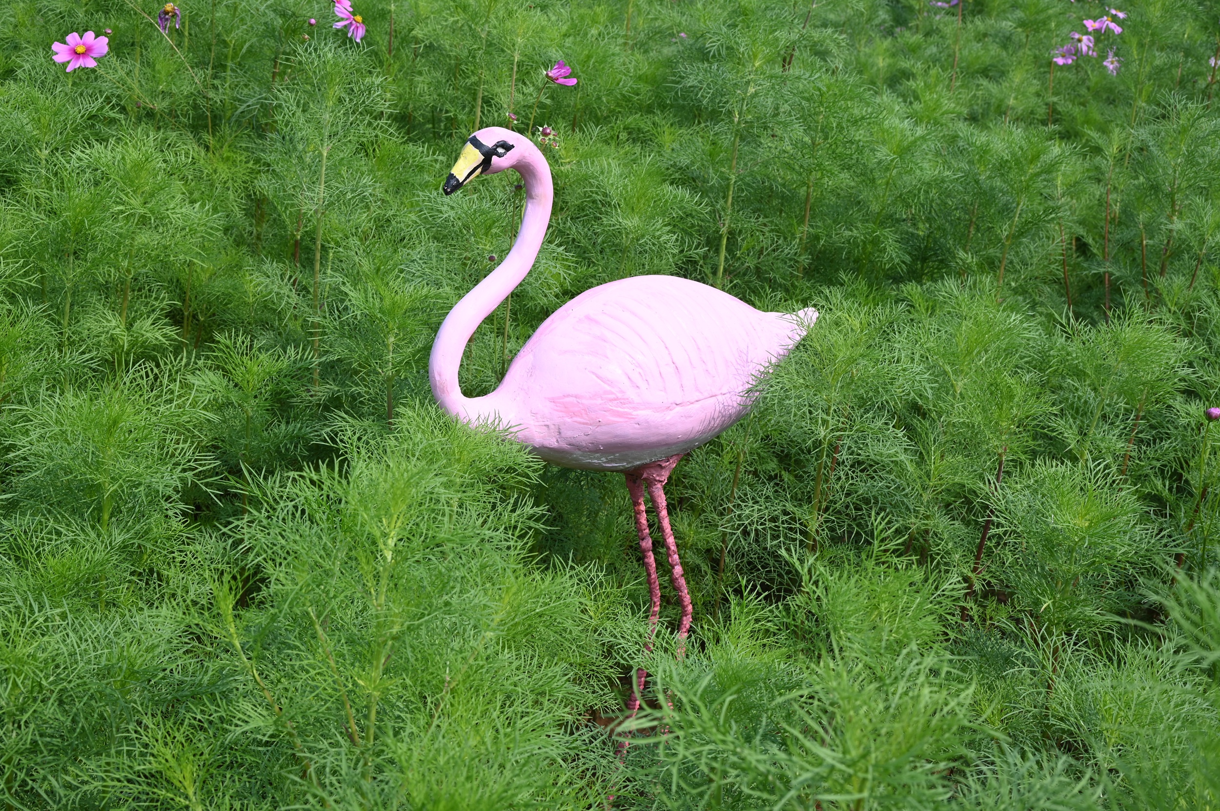 Cosmos Vally